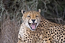 Eastern Cape Safari Greater Addo Accommodation Amakhala Game Lodge Wildlife7 X Ljpeg