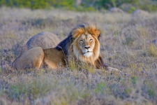 Eastern Cape Safari Greater Addo Accommodation Amakhala Game Lodge Wildlife19 X Ljpeg
