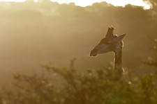 Jono Pledger Giraffe Sunset 2
