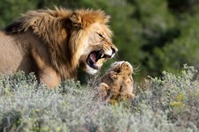 Jono Pledger Lion Pair Fighting