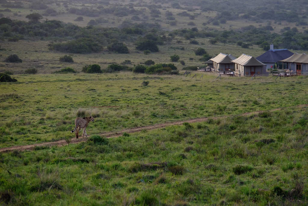 Hlosi Game Lodge 8