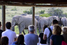 Amakhala Game Reserve Guests12